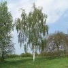 Hängbjörk - Grönt Lövverk & Gul Blomning, 150-200 cm