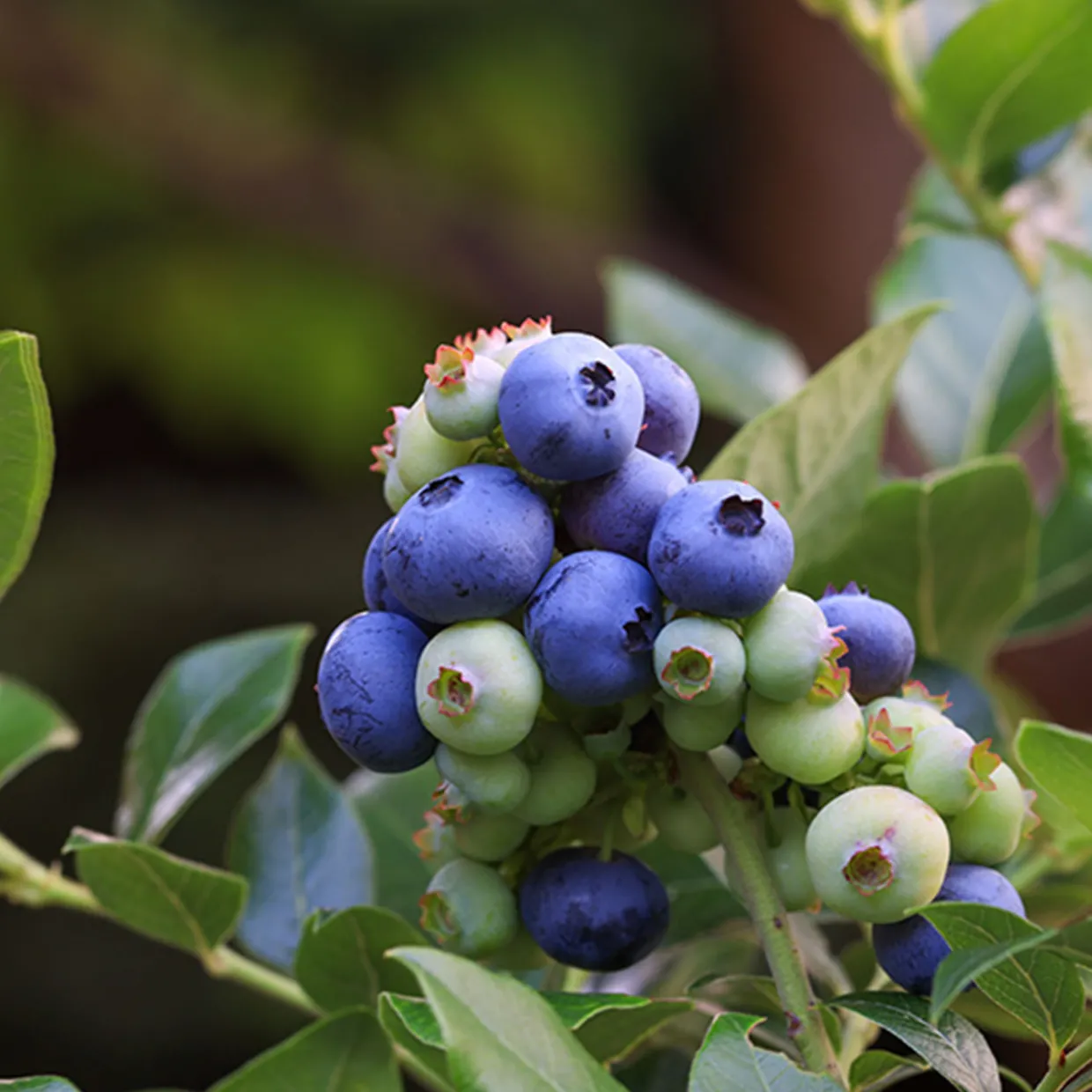 Hybrid Vaccinium Northblue