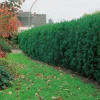 Hybrid Hicksii 20-30 cm