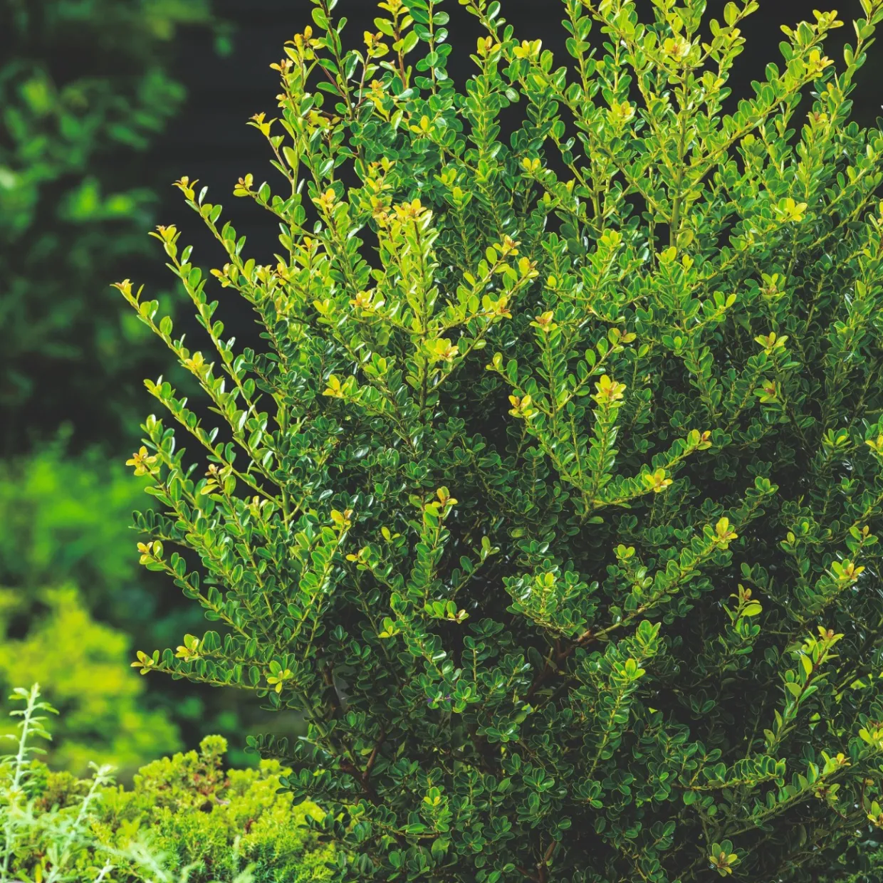 Japansk Järnek Green Hedge