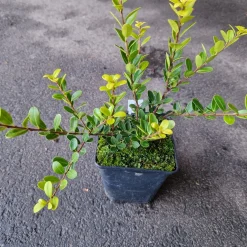 Japansk Järnek Green Hedge
