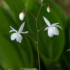 Japansk Sockblomma Epimedium Grandiflorum