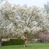 Japansk Magnolia Snövit Blomning Soligt Läge Barrot Grön Lövverk