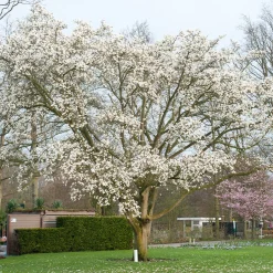 Japansk Magnolia Snövit Blomning Soligt Läge Barrot Grön Lövverk