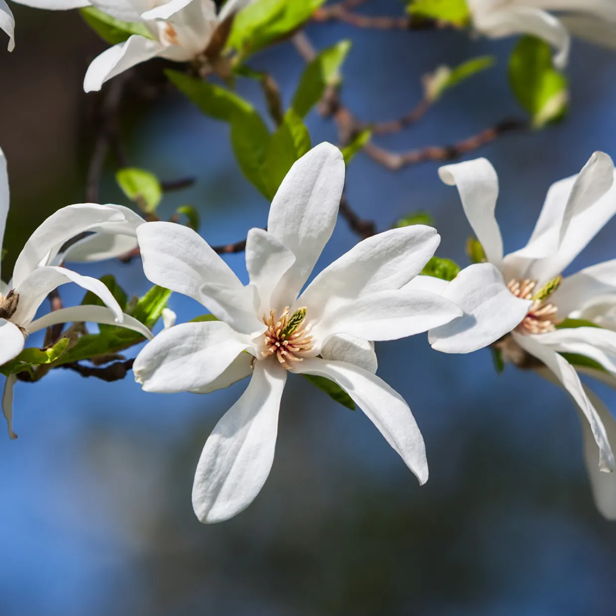 Japansk Magnolia Snövit Blomning Soligt Läge Barrot Grön Lövverk