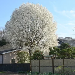 Japansk Magnolia Snövit Blomning Soligt Läge Barrot Grön Lövverk