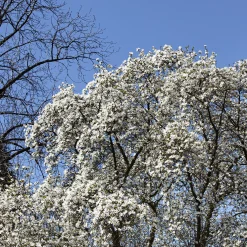 Japansk Magnolia Snövit Blomning Soligt Läge Barrot Grön Lövverk