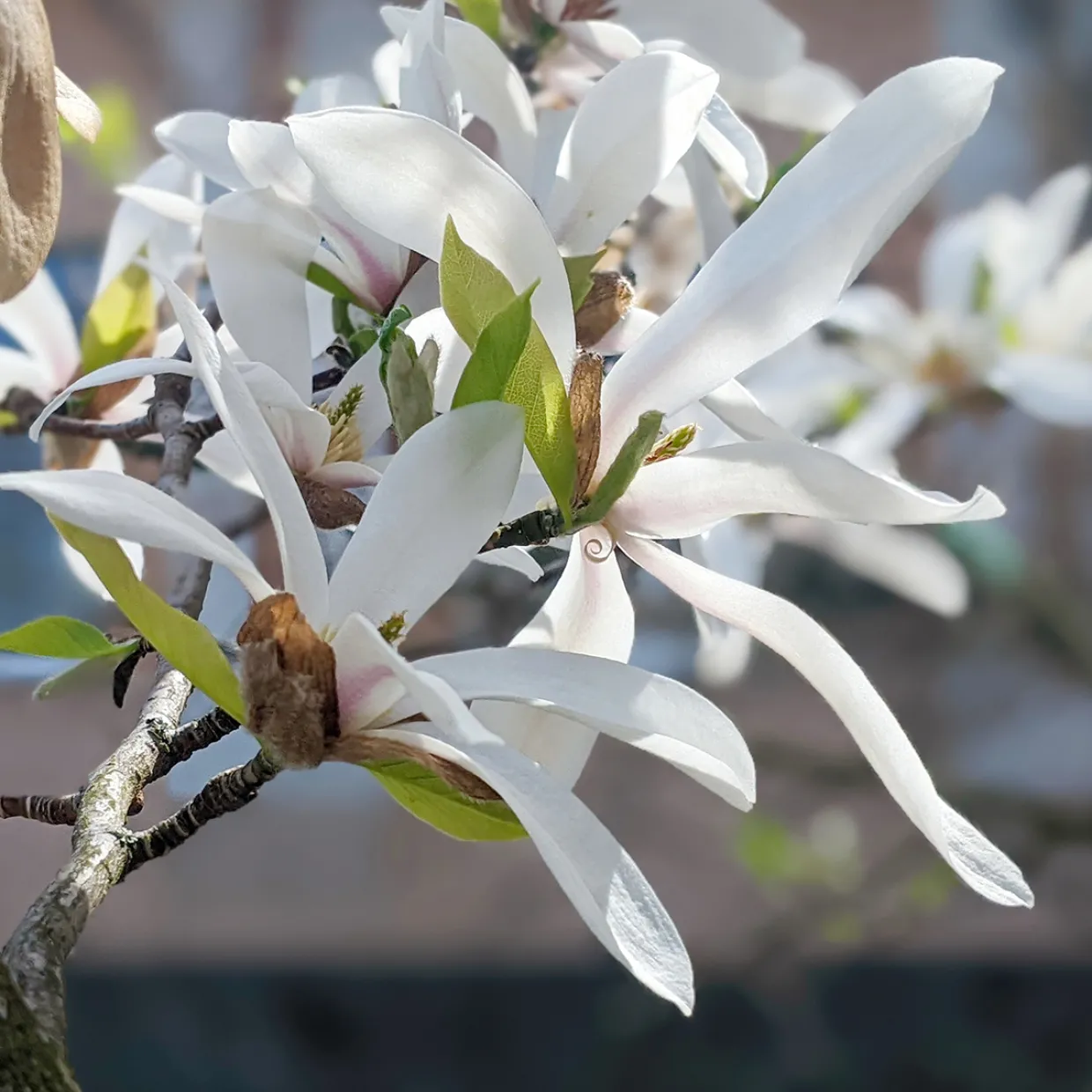 Japansk Magnolia Snövit Blomning Soligt Läge Barrot Grön Lövverk