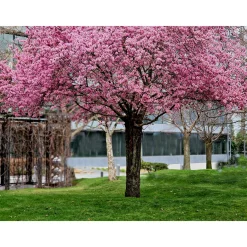 Japanskt Prunus Kanzan 100-120 cm