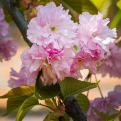 Japanskt Prunus Kanzan 100-120 cm