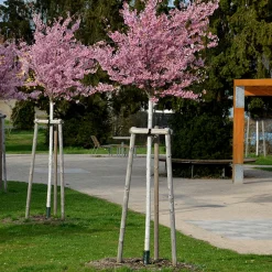 Japanskt Prunus Kanzan 100-120 cm