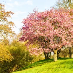 Japanskt Prydnadsträd 300-400 cm, Rosa/Mörkröd Blomning, Alleträd, Högstamsträd