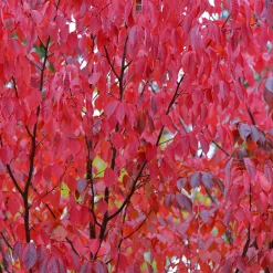 Japanskt Prydnadsträd 300-400 cm, Rosa/Mörkröd Blomning, Alleträd, Högstamsträd