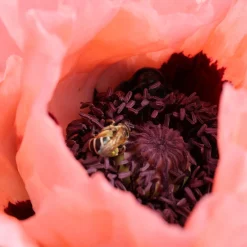 Jättevallmo Prinzessin Viktoria Louise Papaver