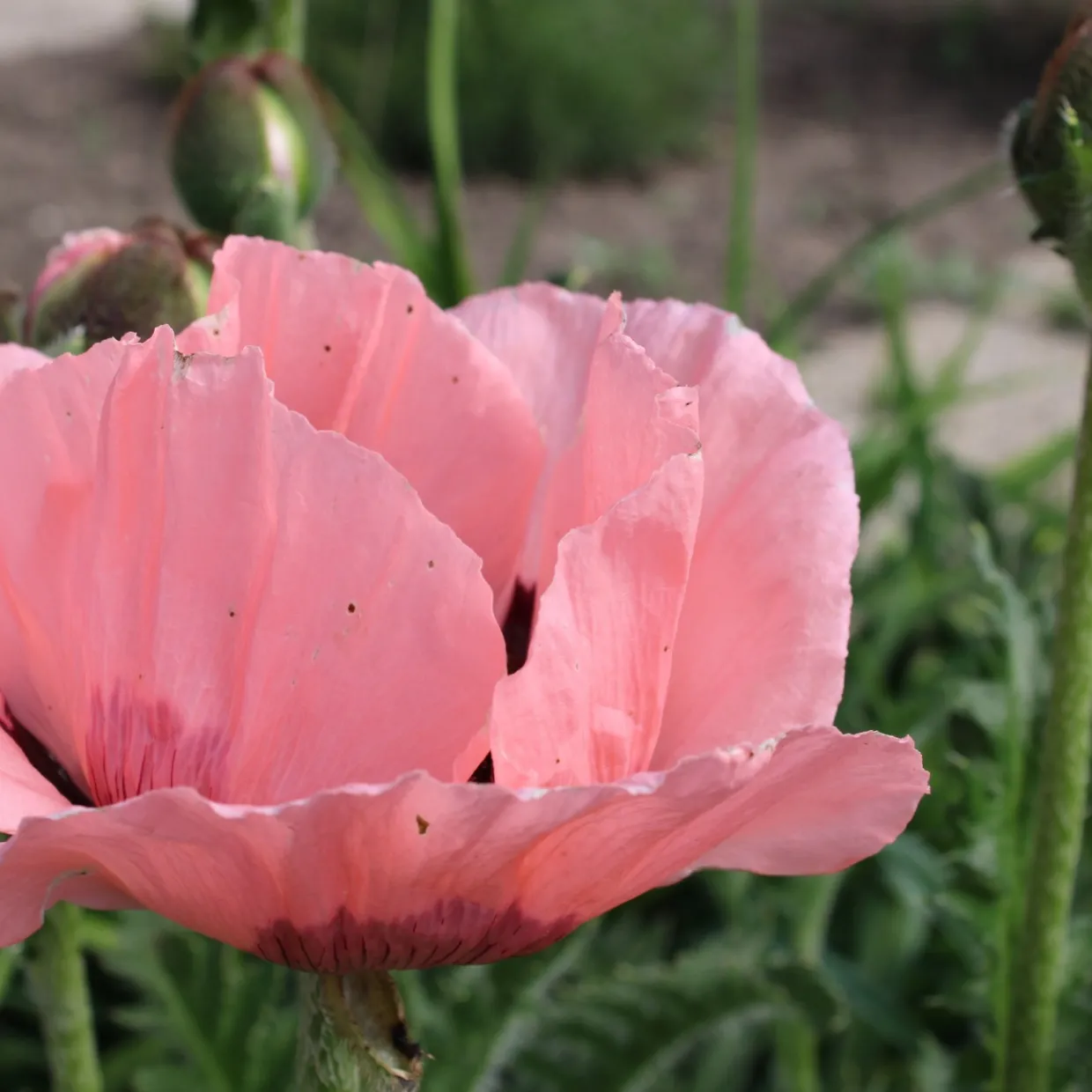 Jättevallmo Prinzessin Viktoria Louise Papaver