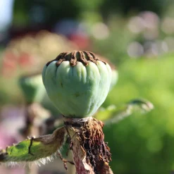 Jättevallmo Prinzessin Viktoria Louise Papaver