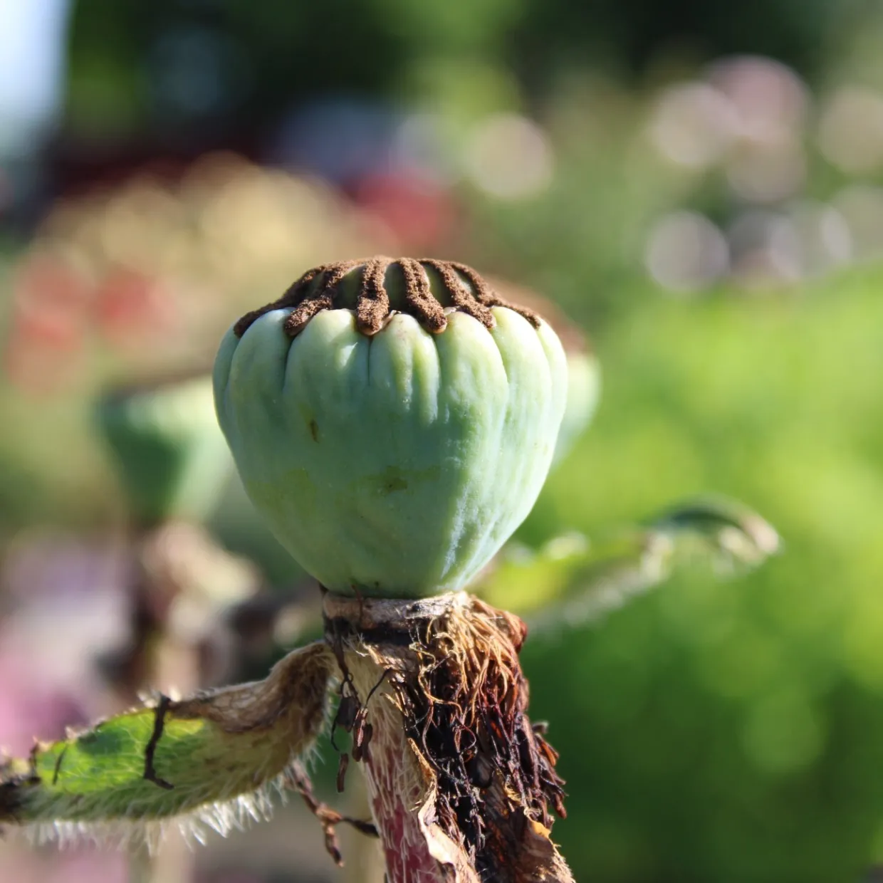 Jättevallmo Prinzessin Viktoria Louise Papaver