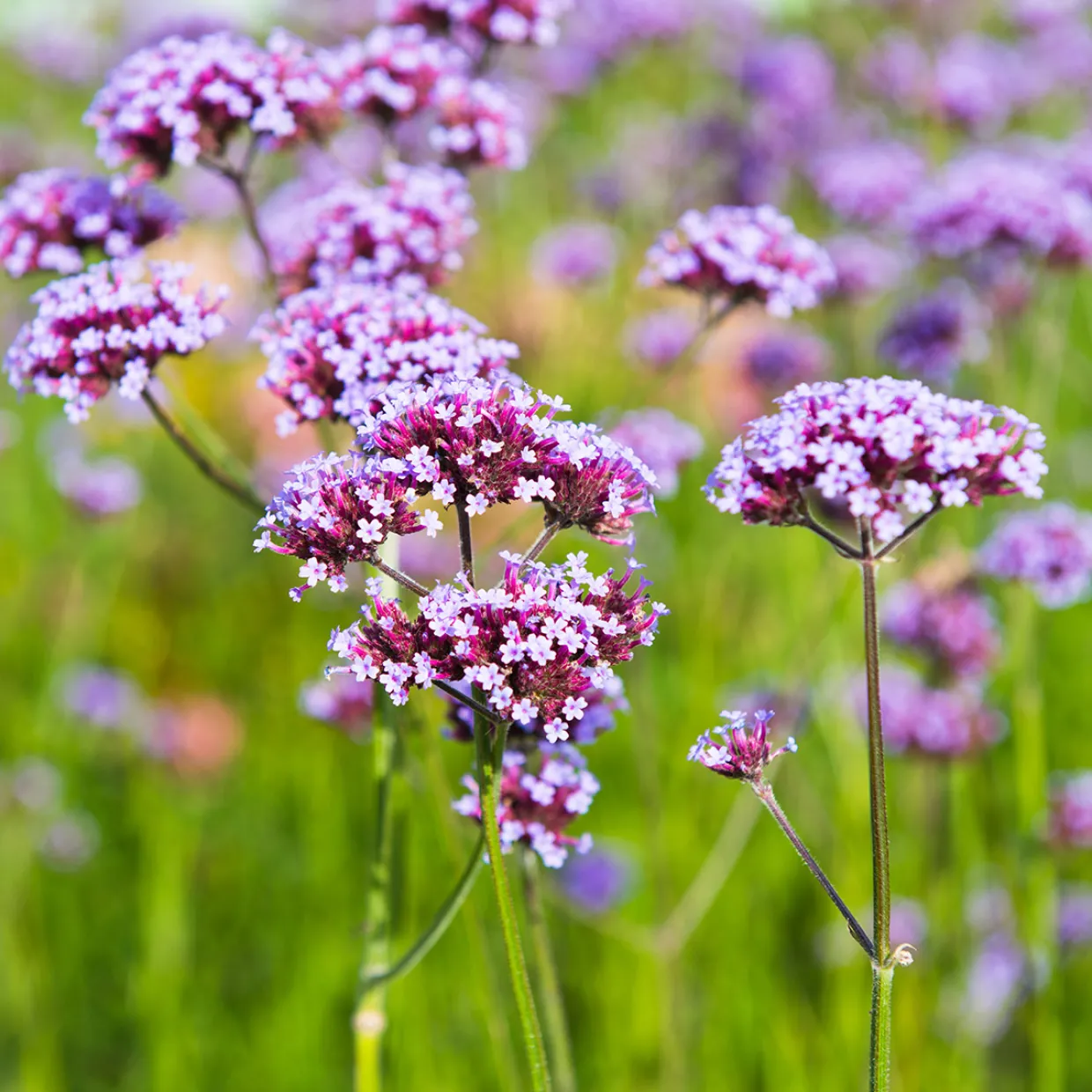 Jätteverbena
