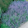 Kantnepeta