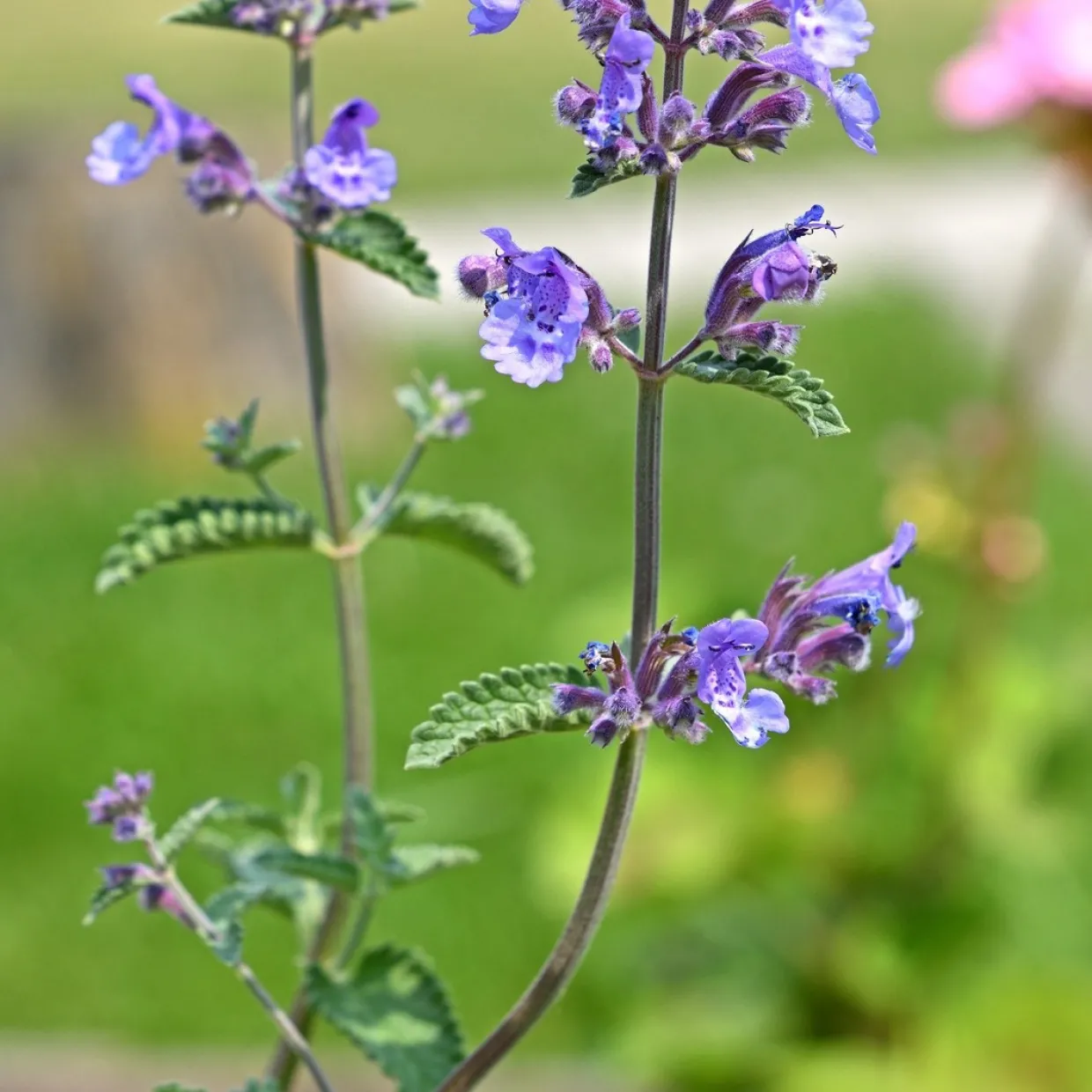 Kantnepeta Purrsian Blue