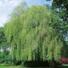 Kaskadpil 150-200 cm, Grönt Lövverk, Snabbväxande & Fuktigt Läge