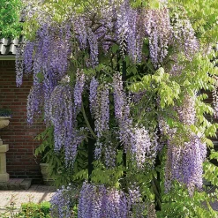 Kinesiskt Sinensis 50-80 cm