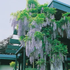 Kinesiskt Sinensis 50-80 cm