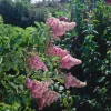 Klasespirea 50-80 cm
