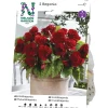 Knölbegonia Nelson Garden 72135 Bygghemma.se
