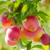 Komet Kubanskaja Kometa E
