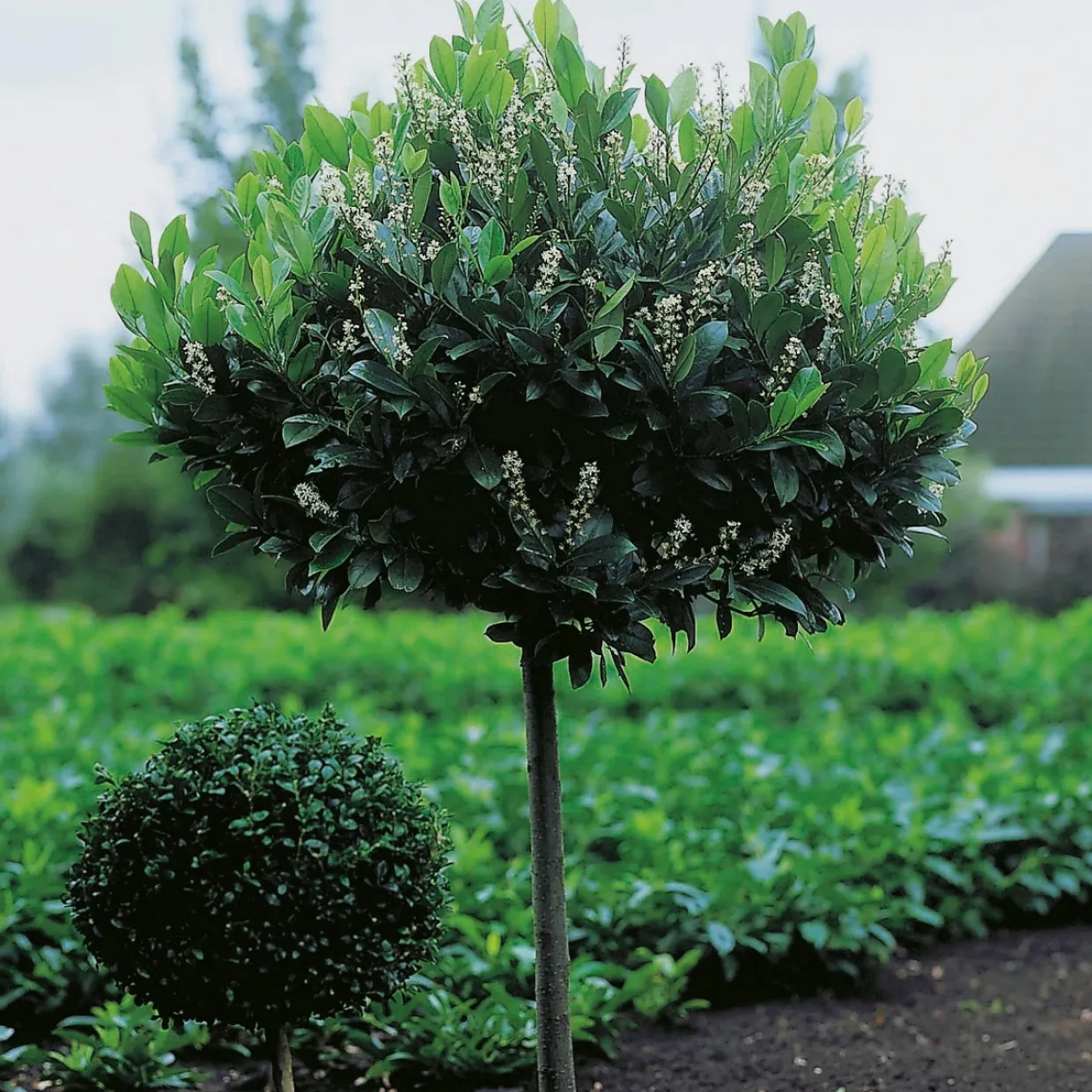 Lagerhägg 'Mano' 80-100 cm - Vintergrönt & Doftande Blommor