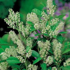 Lagerhägg 'Mano' 80-100 cm - Vintergrönt & Doftande Blommor