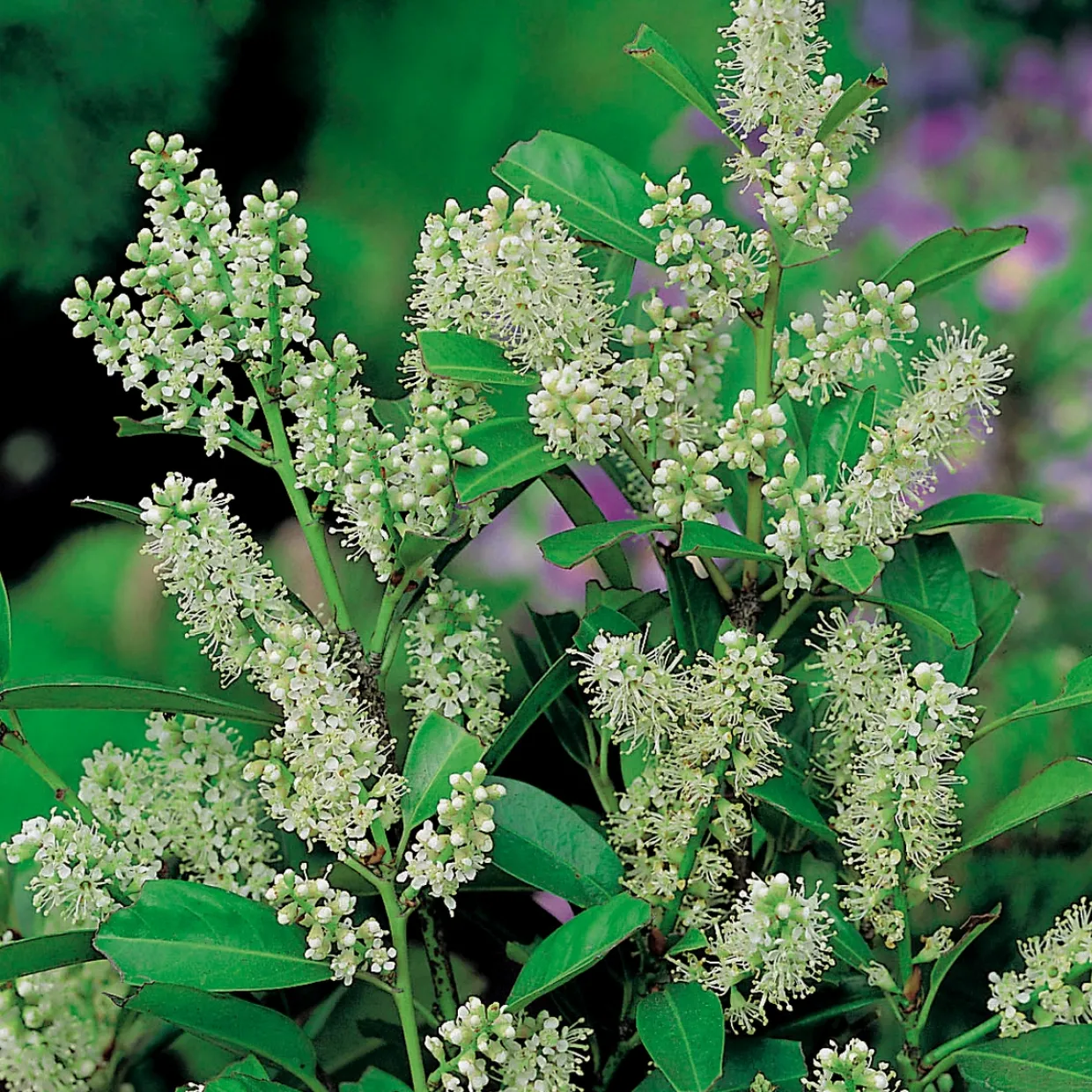 Lagerhägg 'Mano' 80-100 cm - Vintergrönt & Doftande Blommor