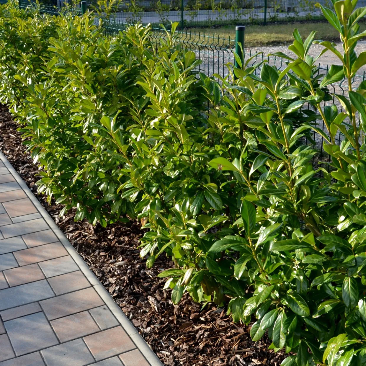 Lagerhägg Novita