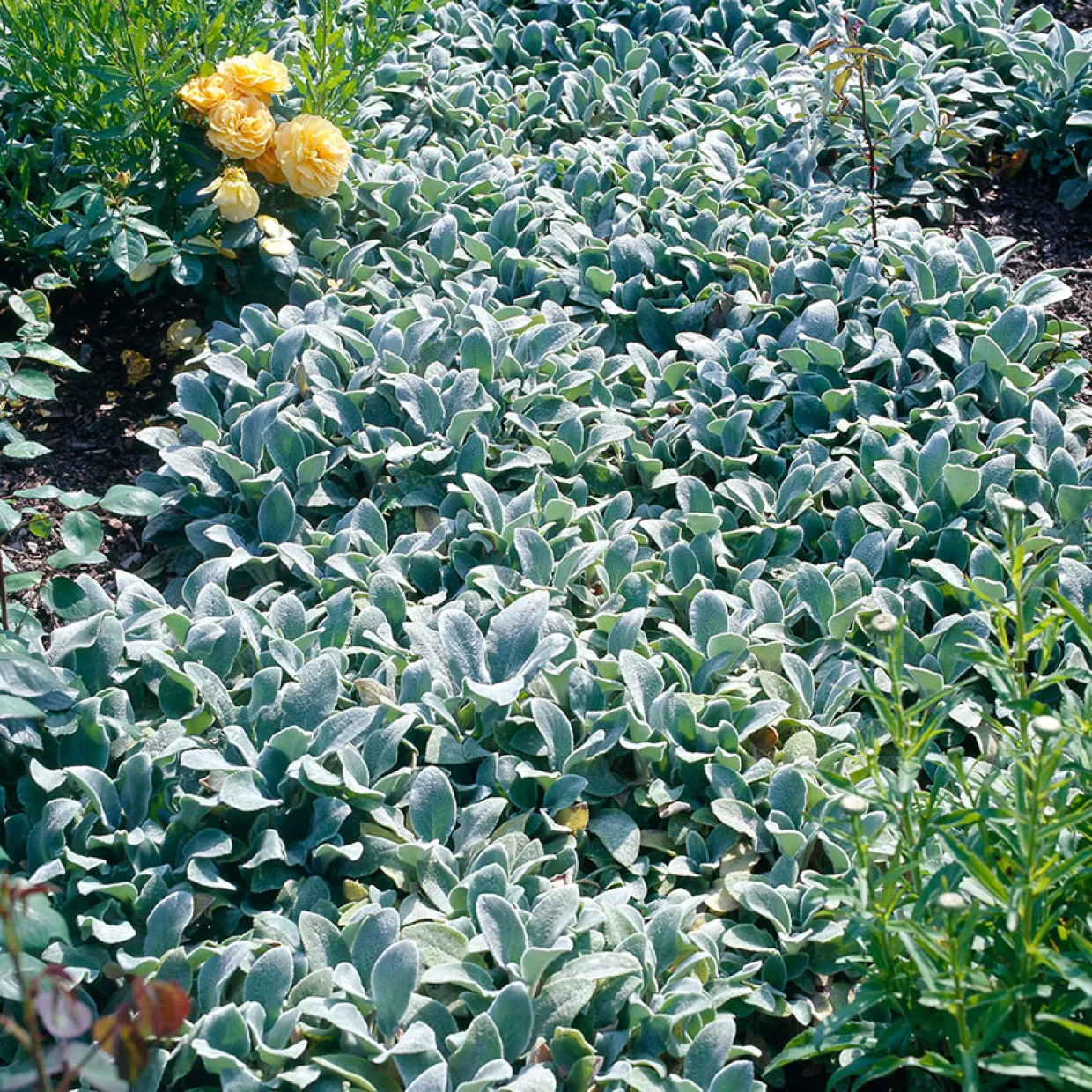 Lammöron Silver Carpet