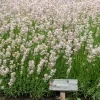 Lavendel Rosea