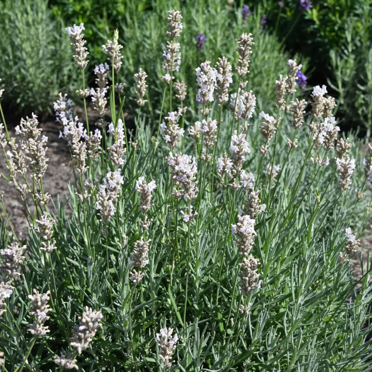 Lavendel Rosea