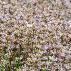 Lavendel Rosea