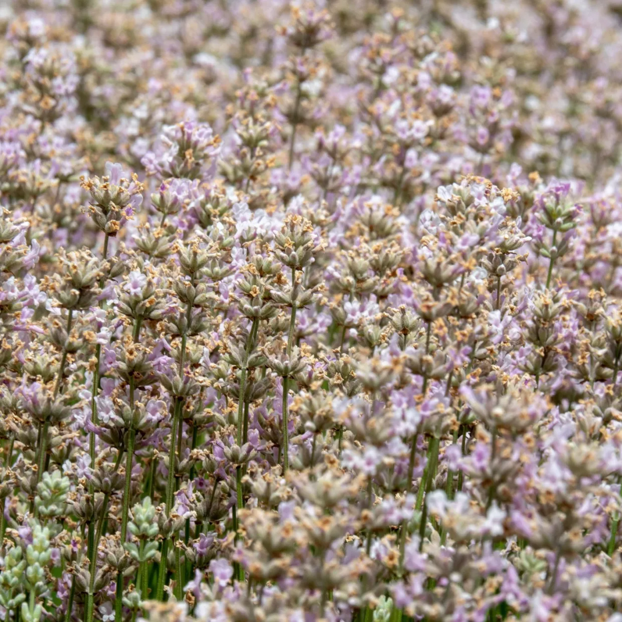 Lavendel Rosea