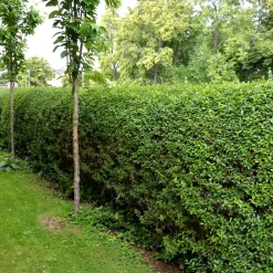 Liguster 30-50cm Krukodlade