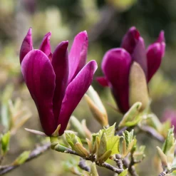 Liljemagnolia Nigra 60-80 cm