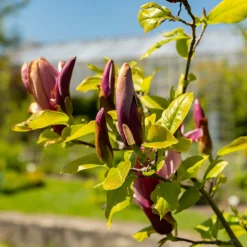 Liljemagnolia Nigra 60-80 cm