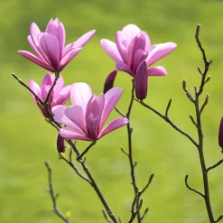 Liljemagnolia Nigra 60-80 cm