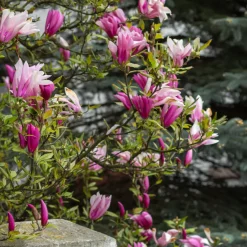 Liljemagnolia Nigra 60-80 cm