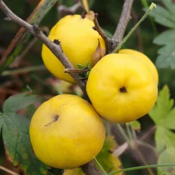 Liten Rosenkvitten Balsgård Rondo 'Rondo'