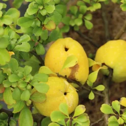 Liten Rosenkvitten Balsgård Rondo 'Rondo'