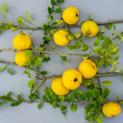 Liten Rosenkvitten Balsgård Rondo 'Rondo'