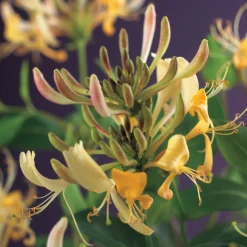 Lonicera Periclymenum 40-60 cm