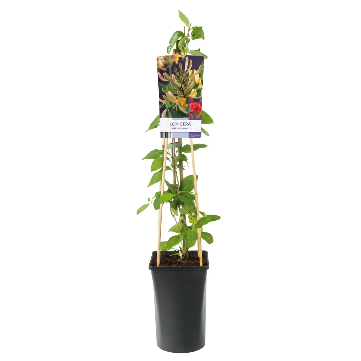 Lonicera Periclymenum 40-60 cm