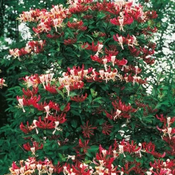 Lonicera Periclymenum "Serotina" 40-60 cm